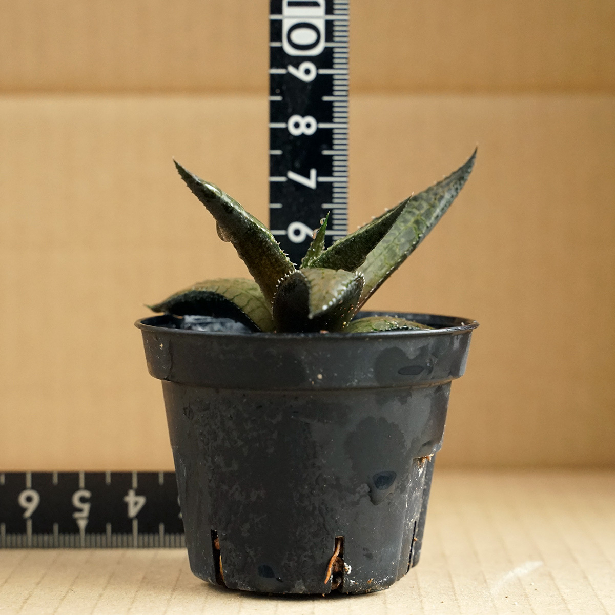 ハオルチア ヴェノーサ ベノーサ haworthia venosa 多肉植物 ハオルシア 竜鱗 （4）_画像2