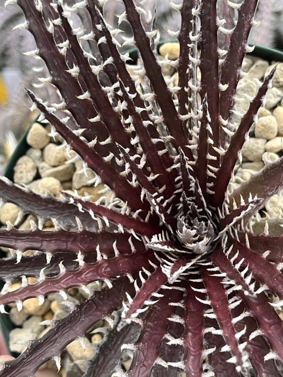 ディッキア Dyckia ‘Morning Star' モーニングスター Bill Baker's hybrid from Bryan Chan オリジナルタグ付きの画像4