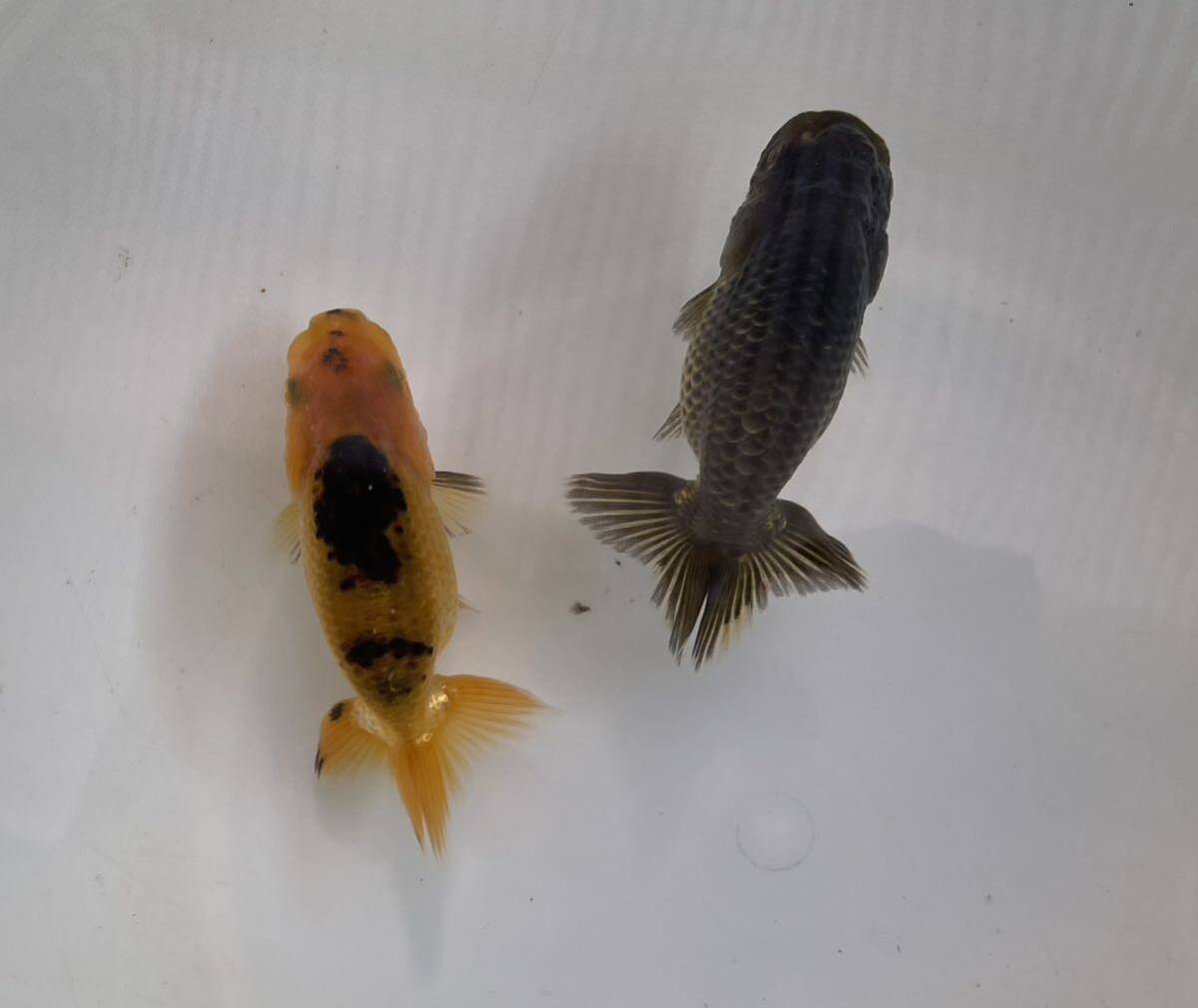  golgfish this year appreciation for 2 tail 