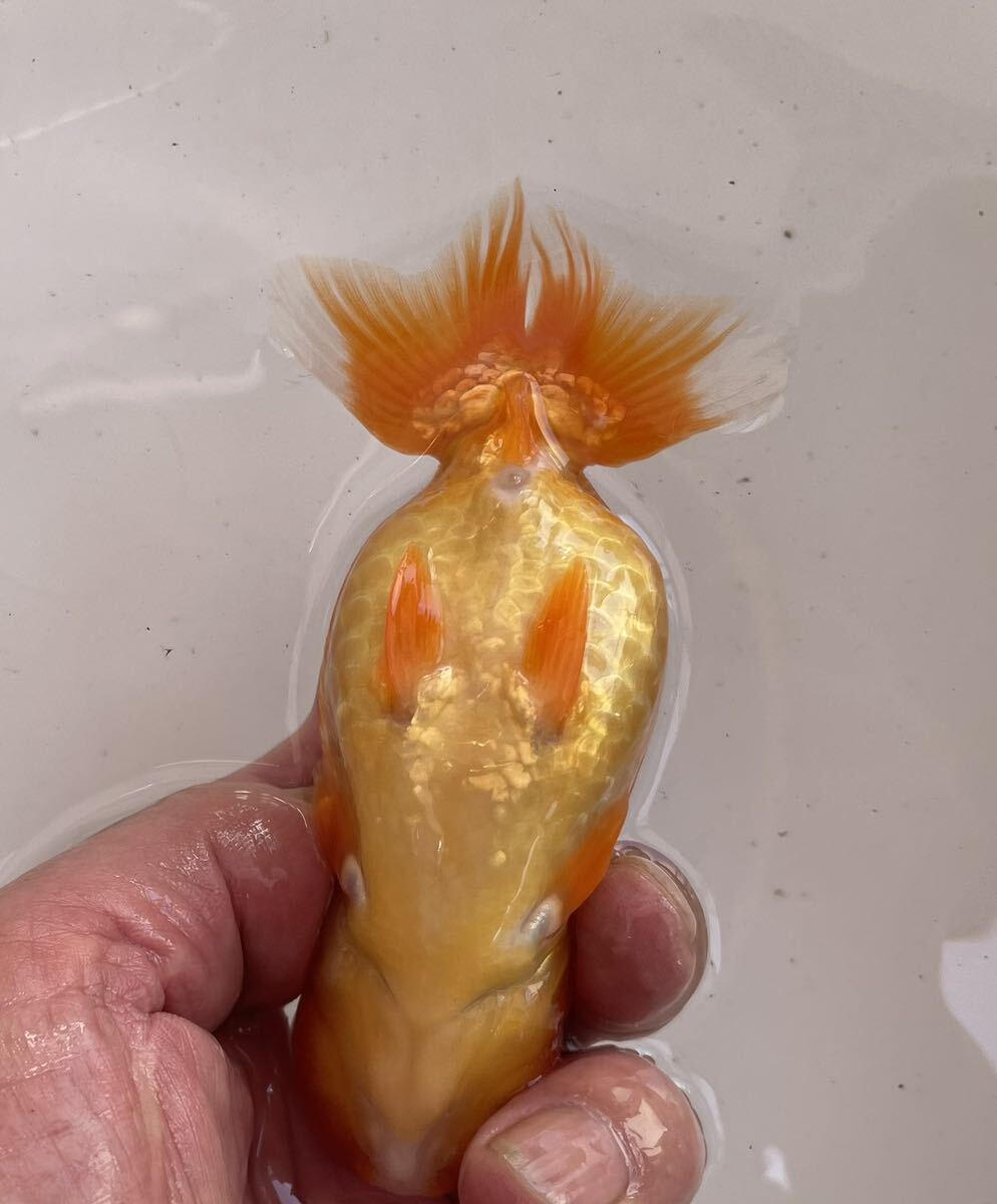  golgfish 2 -years old . appreciation for 