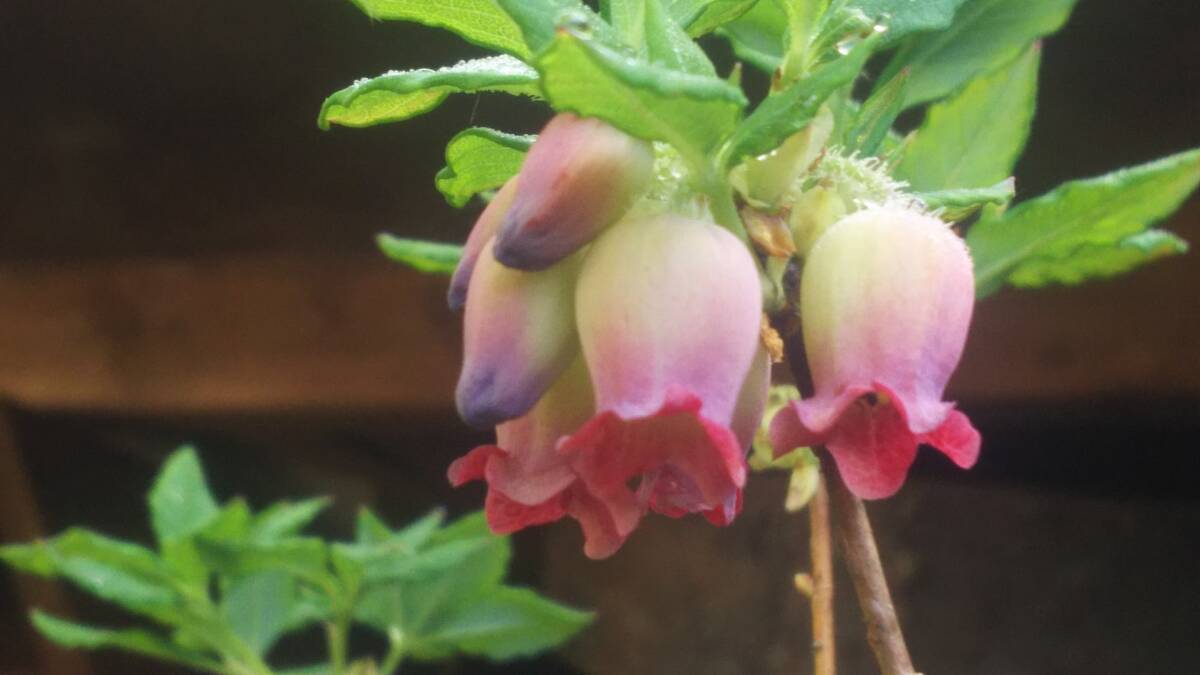 浅間山のウラジロヨウラクツツジ 鬼押出しタイプの庭木サイズ_開花中