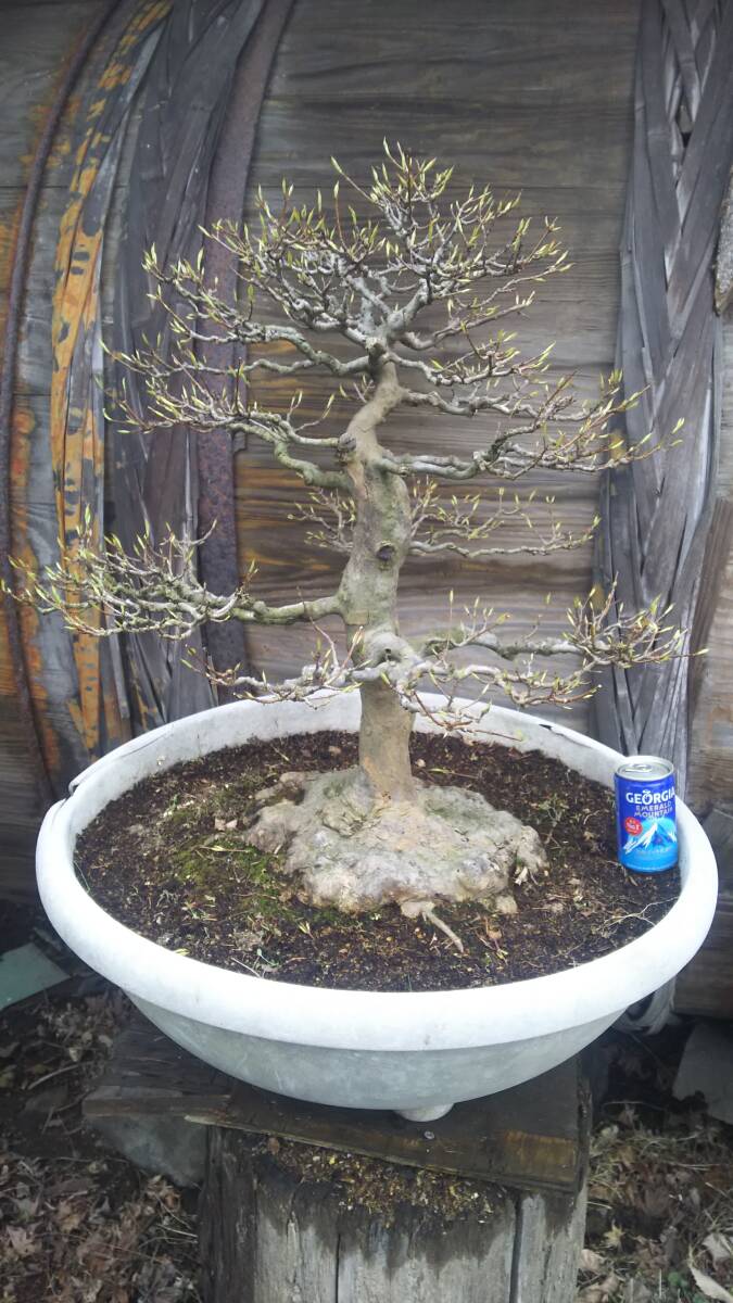  Tang maple bonsai material.@. interval geo . source 