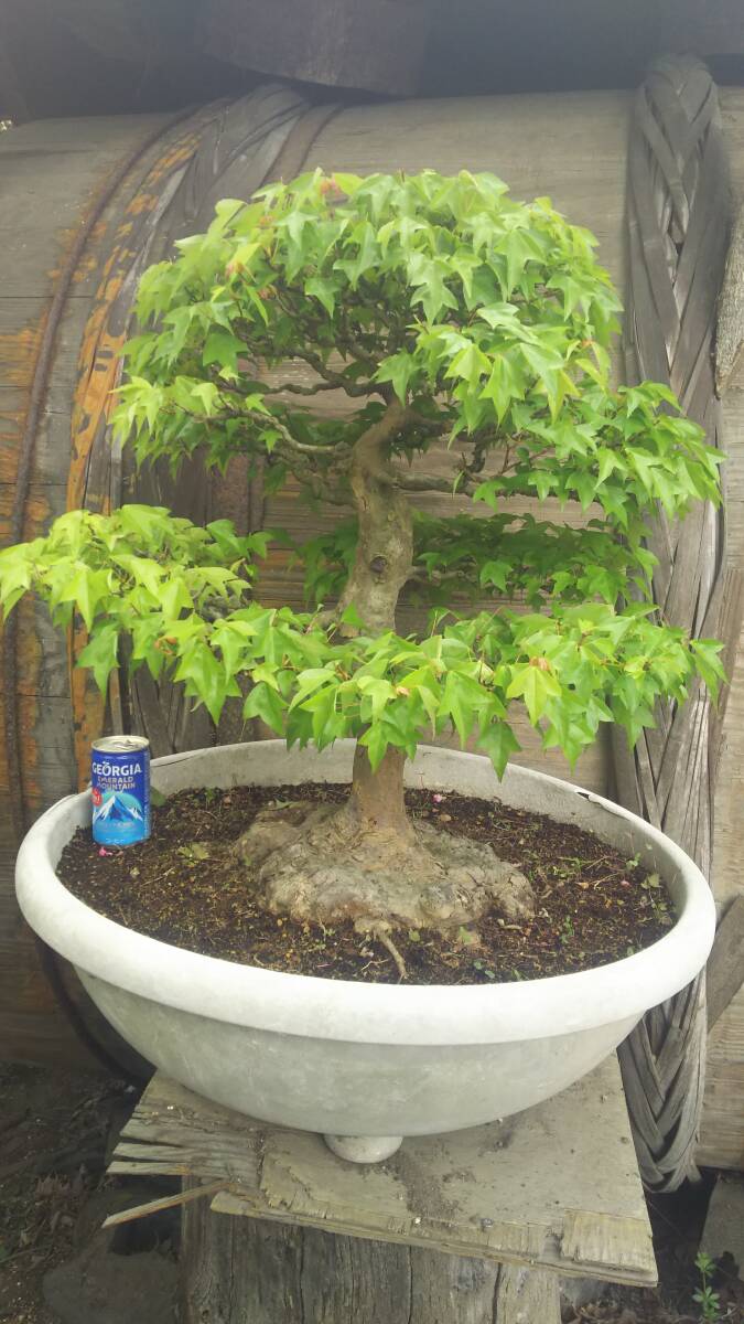  Tang maple bonsai material.@. interval geo . source 