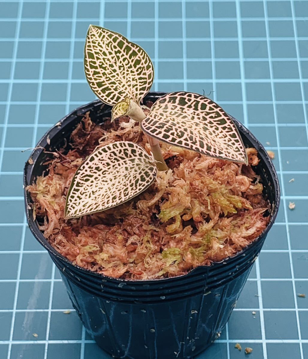 【極美】① Anoectochilus roxburghii Gold Vein Type アネクトキルス ロクスバーギー ゴールドベイン_画像2