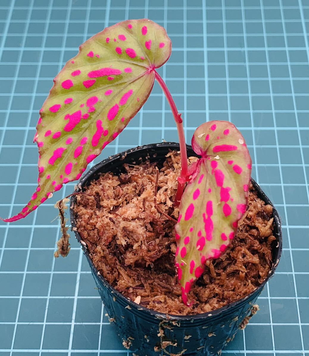 ③ ベゴニア ネグロセンシス Begonia negrosensis 【ベゴニア パルダリウム テラリウム アルゴステマ 苔 ジュエルオーキッド】_画像2