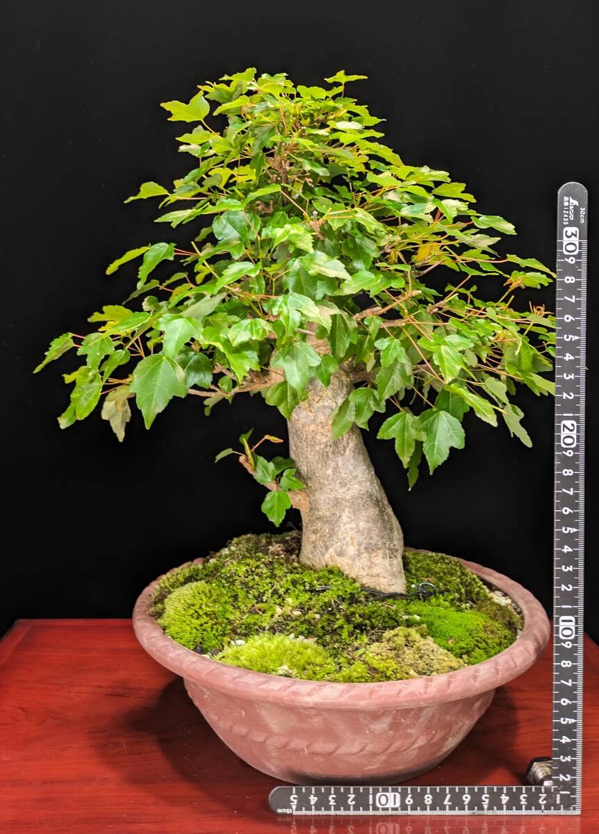 [ bonsai ] maple 