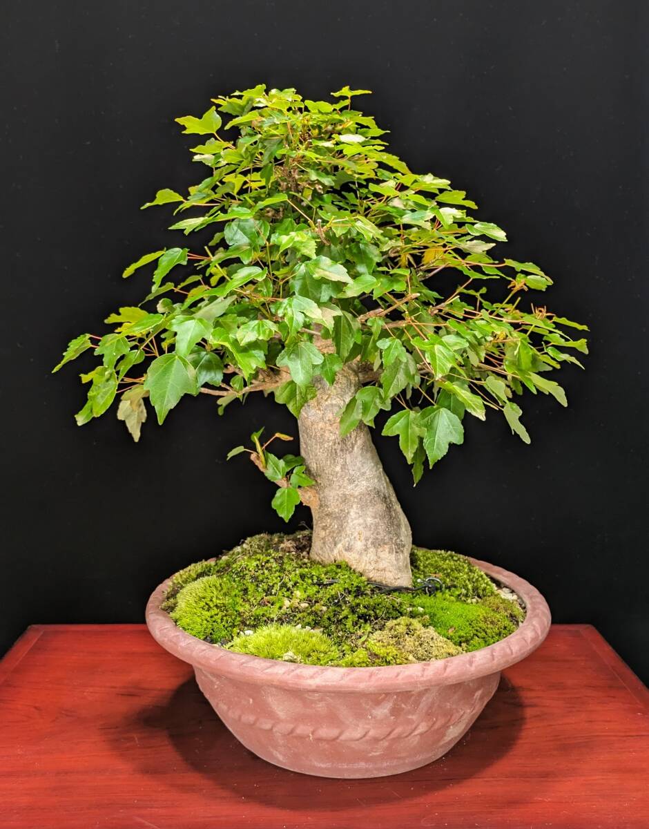 [ bonsai ] maple 