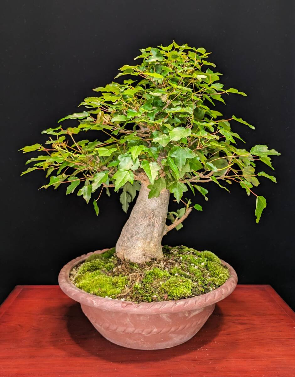 [ bonsai ] maple 