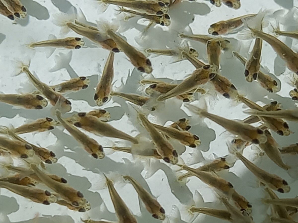 浜松らんちゅう 画像の稚魚から約150匹 稚魚(はねの魚) 3月29日採集 の画像6