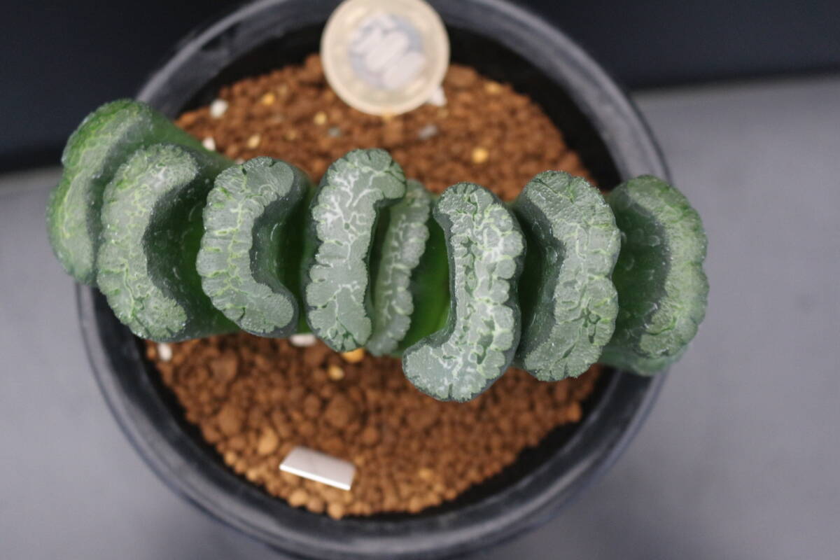 モンスター　＊サボテン　多肉植物　ハオルチア　玉扇_画像4