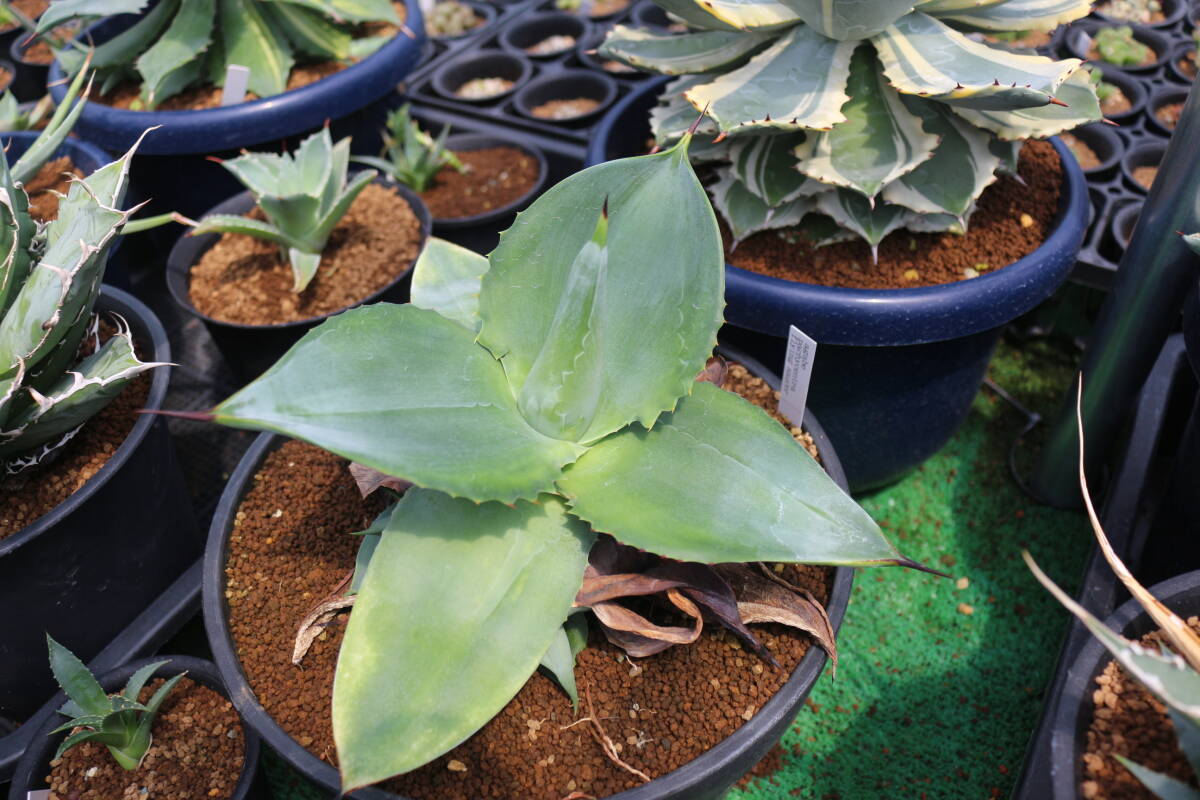 フライングソーサー　＊サボテン　多肉植物　アガベ　pachycentra　パキセントラ_親木参考苗