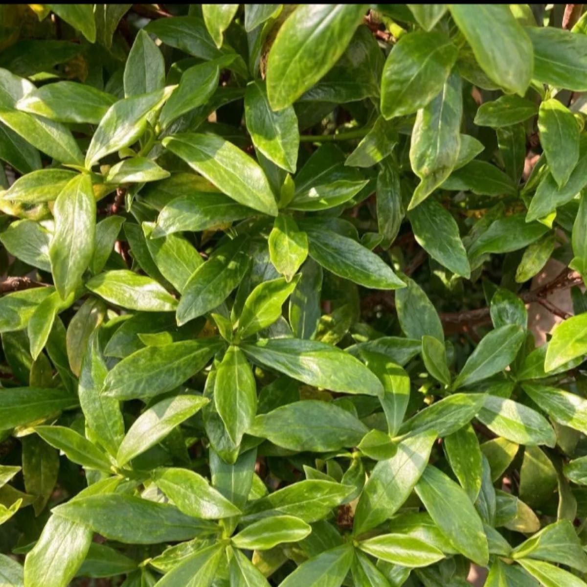 沈丁花挿し穂用カット  赤色  5本