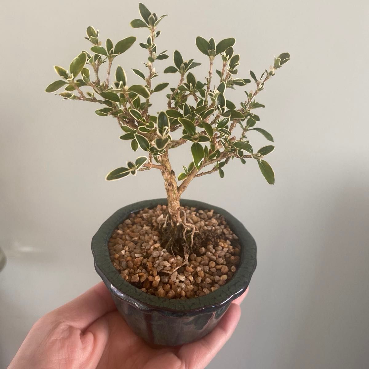 ハクチョウゲ　小品盆栽　白花　bonsai 