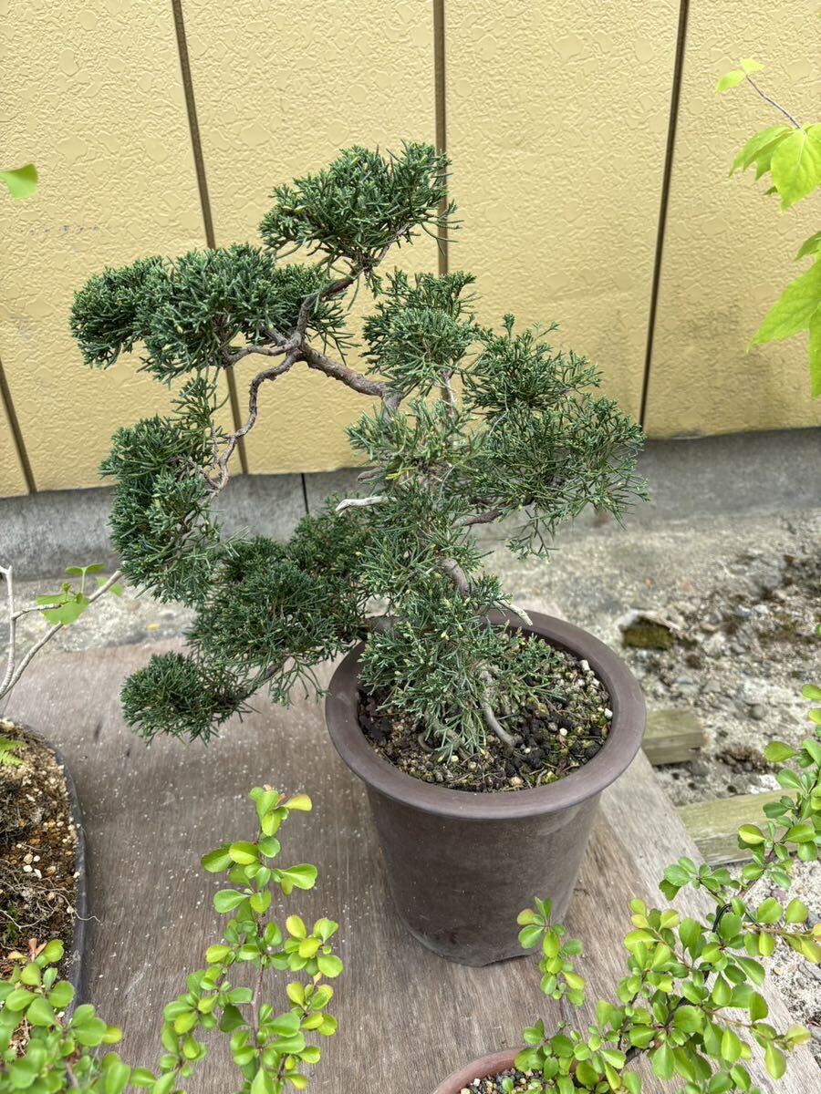 shi... genuine Kashiwa bonsai 