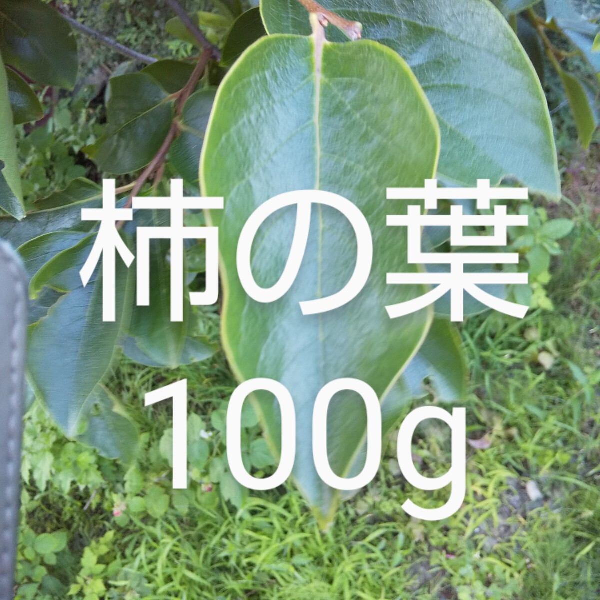 хурма. лист 100g ветка имеется свежий пестициды не использование 