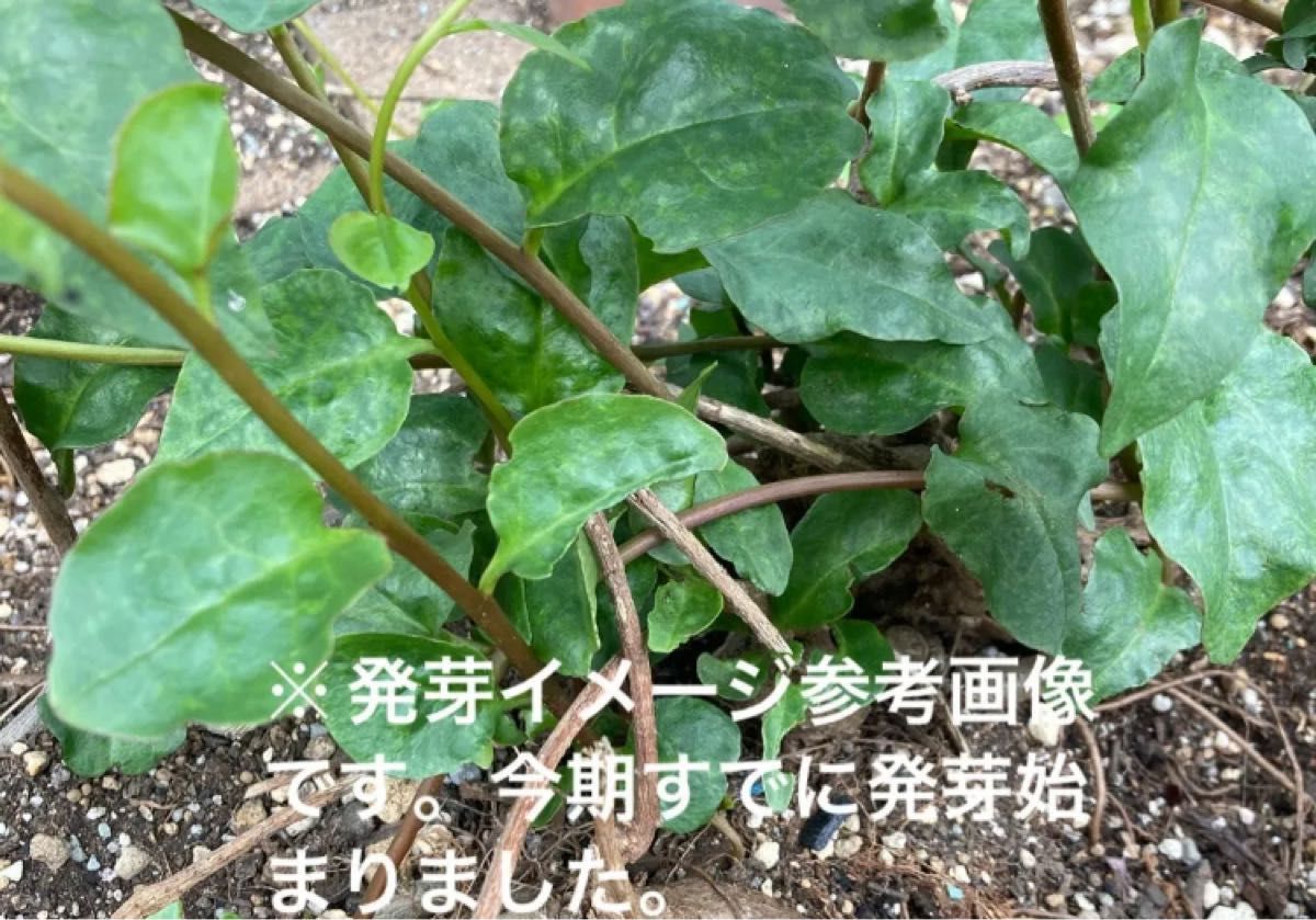 雲南百薬◇おかわかめ　根塊　むかご