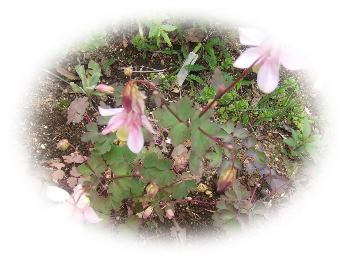 おだまき　ピンクランタン　15粒　オダマキ　耐寒性多年草　5年自家採取　種　花が大好き_画像7
