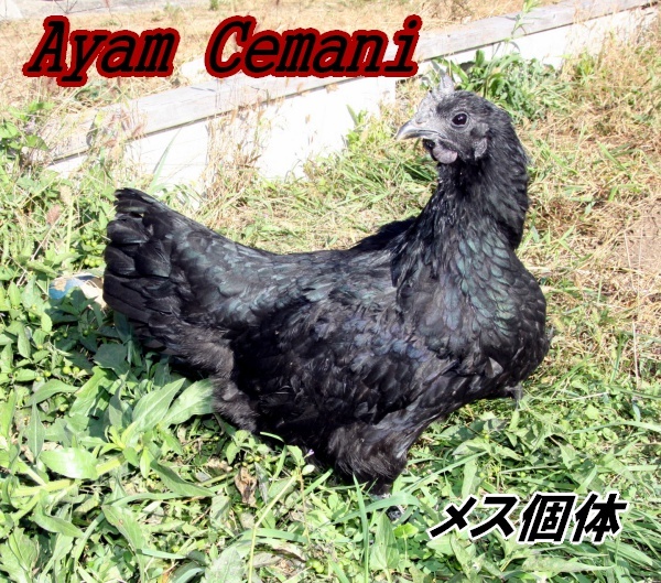 [HP..]***ayam*semani*Ayam Cemani* have . egg 6 piece * general line *