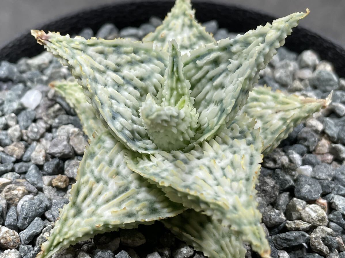 Aloe hybrid Extra white type 特白タイプ アロエ ハイブリッド 発根活着済_画像2