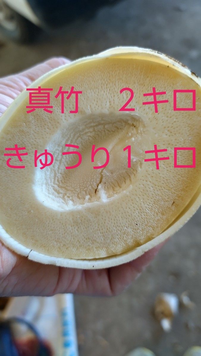 熊本県産　漢方水　朝採れきゅうり　真竹　同梱セット　３キロ