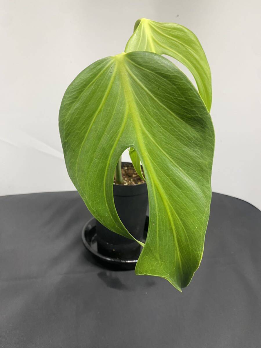 モンステラ ディラセラータMonstera Burle Marxs Flame Monstera sp.dilacerata ★フィロデンドロン★アンスリウム★観葉植物★1円スタート_画像4