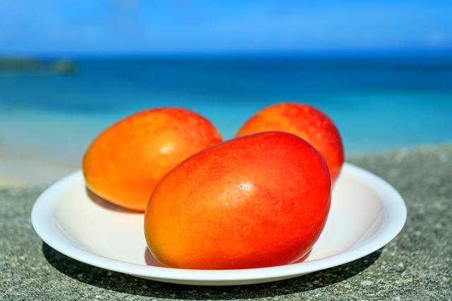  Okinawa mango jelly 450g×3 piece fruit day peace Hokkaido thing production small gift sweets domestic production domestic production Bick jumbo teka jelly 