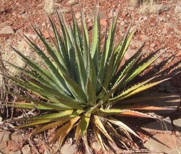 【種子】アガベ　ユタヘンシス・カイバベンシス Agave utahensis subsp. kaibabensis 種子10粒【送料無料】_画像1