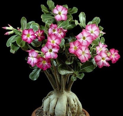 【種子】アデニウム・オベスム　Adenium obesum　種子50粒【送料無料】_画像1