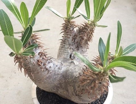 【種子】パキポディウム・ホロンベンセ Pachypodium horombense　種子20粒【送料無料】_成長株のイメージです