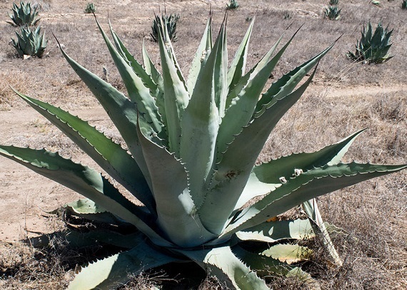 【種子】アガべ デュランゲンシス　Agave durangensis 種子20粒【送料無料】_画像1