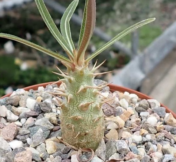 【種子】パキポディウム・ロスラーツム　Pachypodium rosulatum 種子10粒【送料無料】_画像1