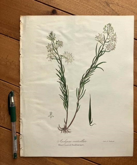 1840年代　アンティークボタニカルアート　ニューヨーク植物誌　トウワタ　野草　ワイルドフラワー　野の花_画像2