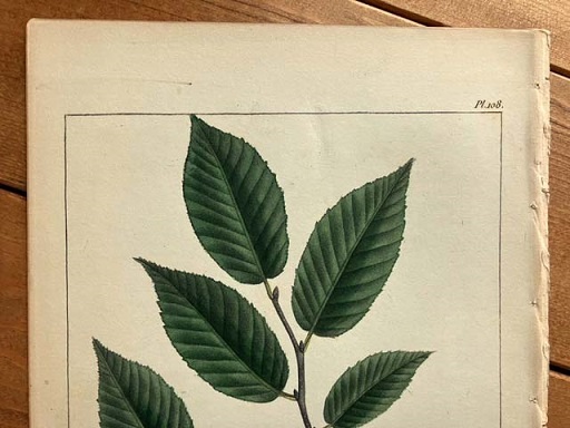 1850年代　アンティークボタニカルアート　北米樹木誌　シデ　葉っぱ_画像3