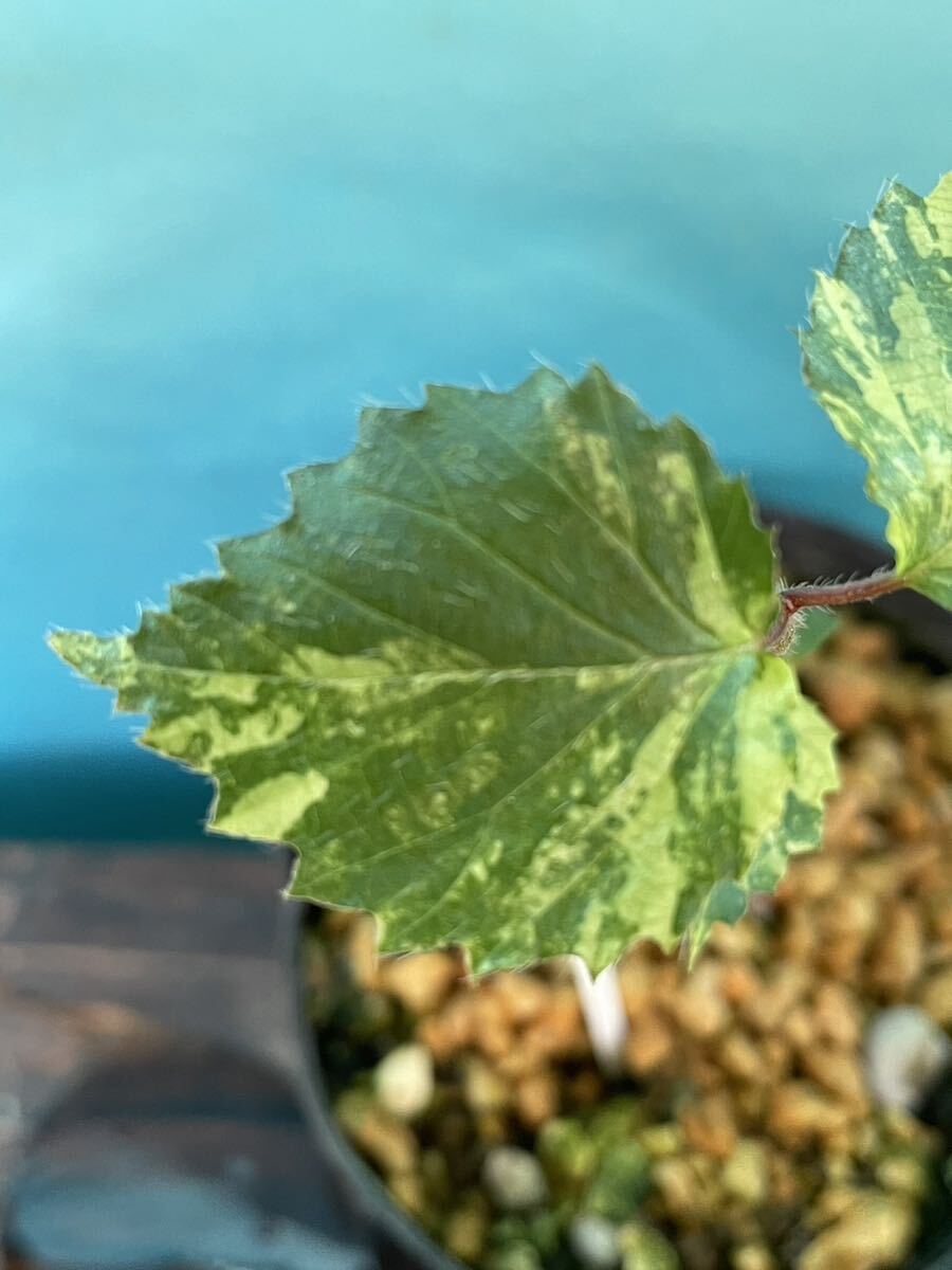 ★オトコヨウドメ　白掃け込み斑★山野草　樹木　花　多肉植物　斑入り_画像3