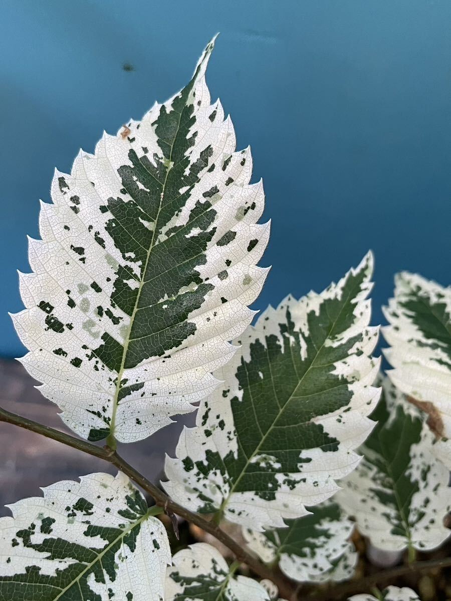 *keyaki white ...* fields and mountains grass tree flower succulent plant . entering 