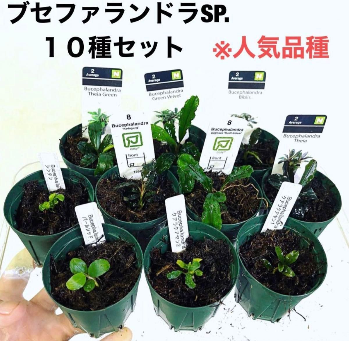 ◆ブセファランドラSP.よりどり10セット（良株） #ブセさかな屋 水草　クダカン