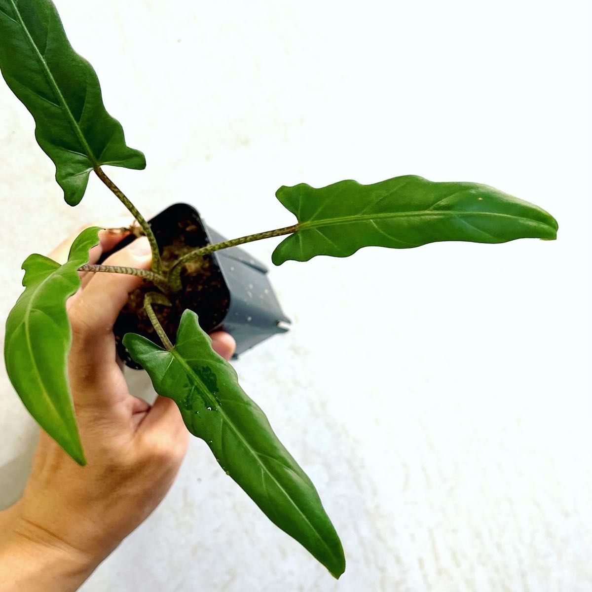 ◆アロカシアラウテルバキアナ  #植物さかな屋　#Alocasia