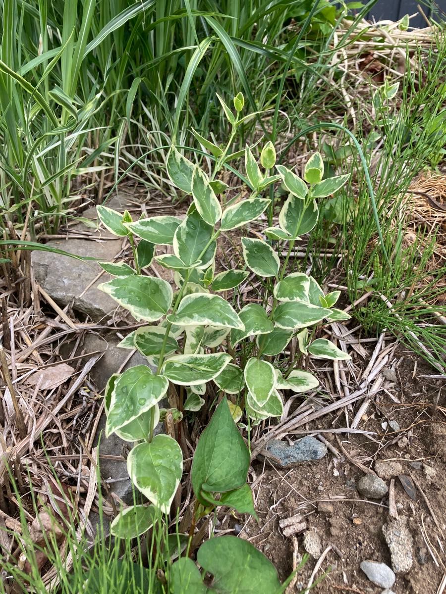 班入りつるなし草