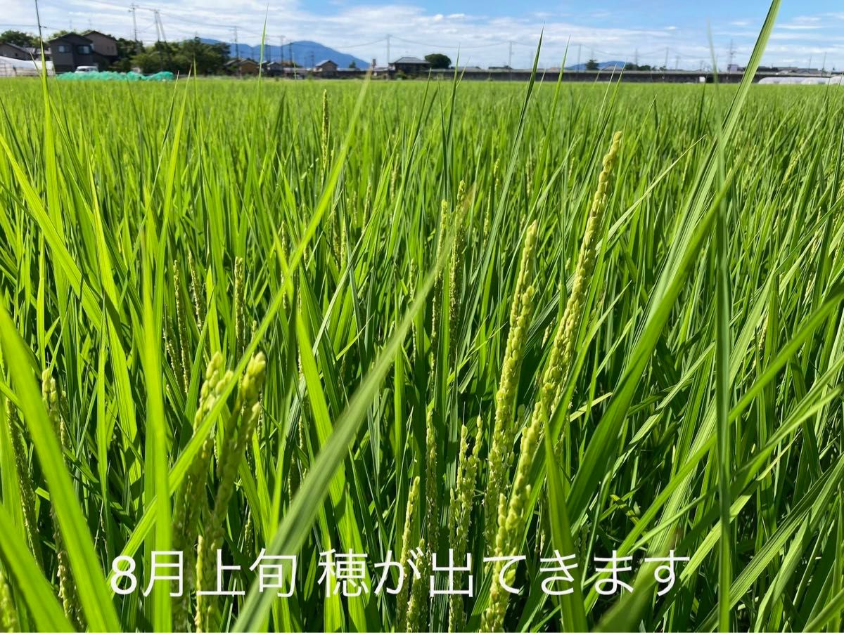 特別栽培 新潟の高級米 新之助 玄米 20㌔  新潟県産 田植え後農薬は除草剤のみ 配達時間帯指定OK 只今朝採り胡瓜サービス中！