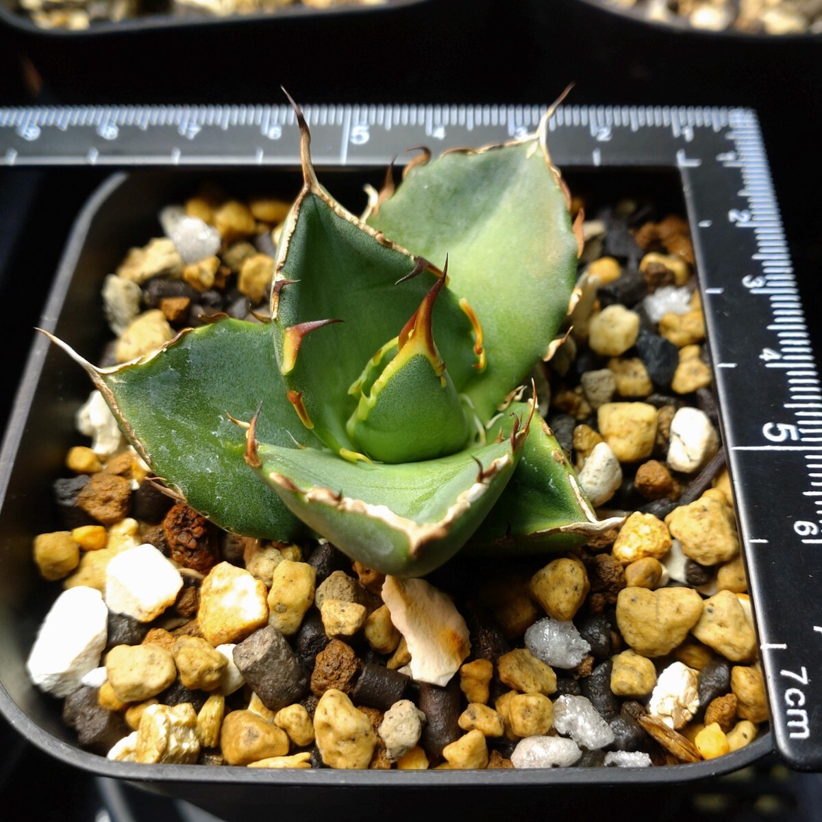  is tes[HADES] trunk cut .. stock departure root settled pot. .. shipping Agave titanota \'Hades\' agave chitanota dinosaur .. black ..