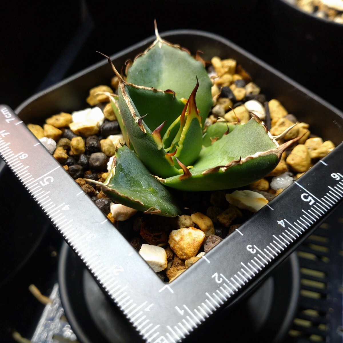  is tes[HADES] trunk cut .. stock departure root settled pot. .. shipping Agave titanota \'Hades\' agave chitanota dinosaur .. black ..