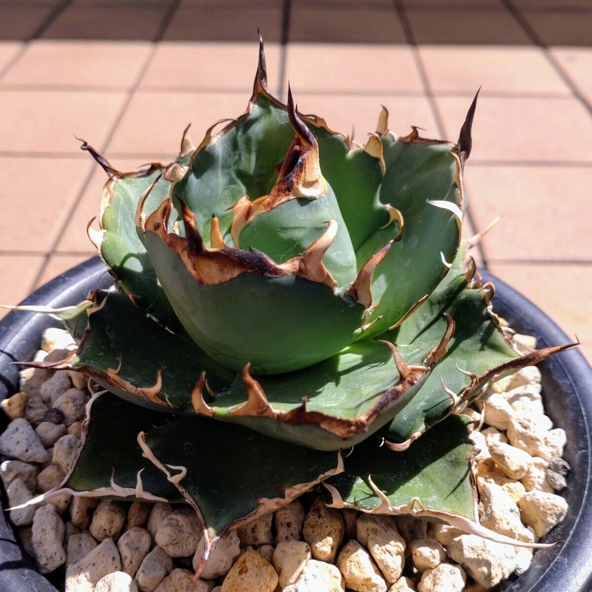  is tes[HADES] trunk cut .. stock departure root settled pot. .. shipping Agave titanota \'Hades\' agave chitanota dinosaur .. black ..