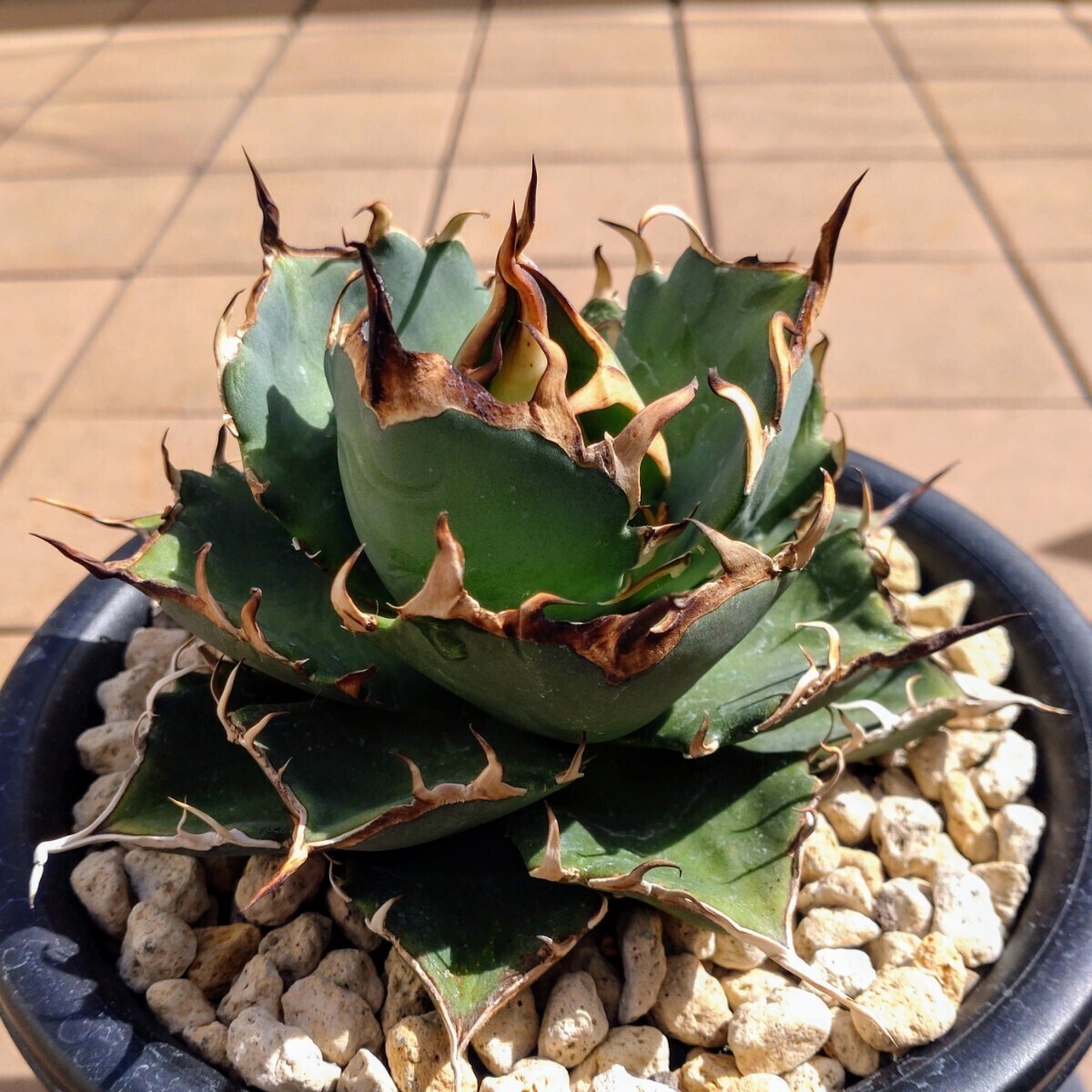  is tes[HADES] trunk cut .. stock departure root settled pot. .. shipping Agave titanota \'Hades\' agave chitanota dinosaur .. black ..