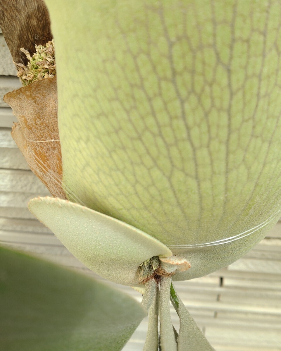 E-1 P. bifur sp. white white bif1 year rearing stock staghorn fern Platycerium 