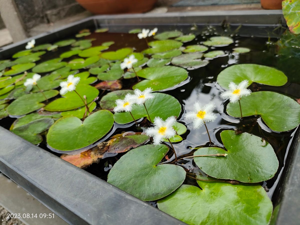 ガガブタ　半絶滅危惧種　可憐な花