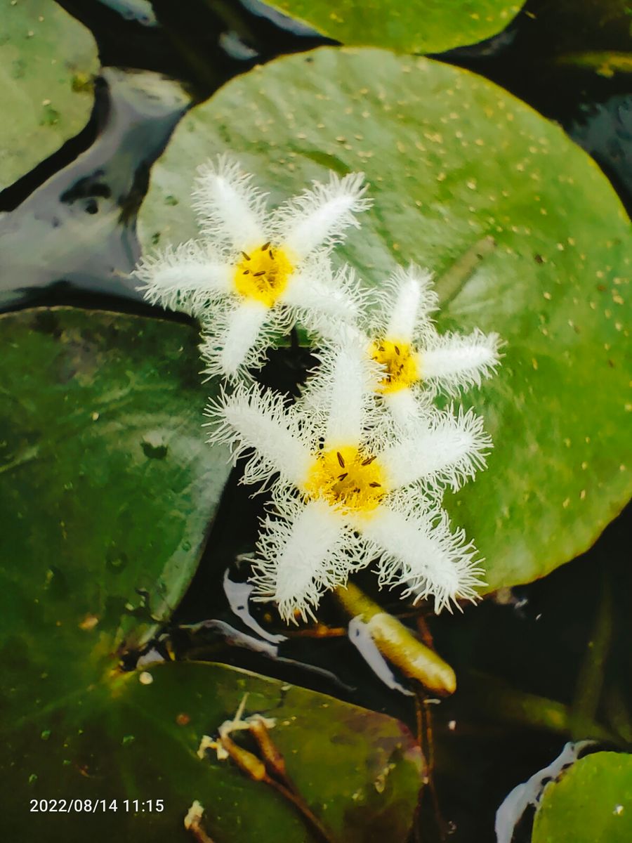 ガガブタ　半絶滅危惧種　可憐な花