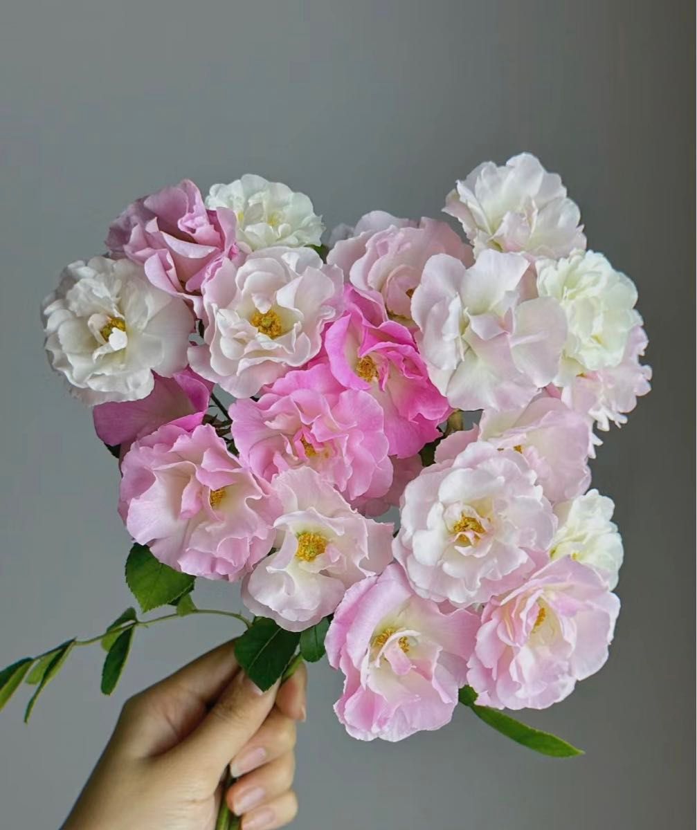 群舞　バラ　苗　桜色の花　トゲナシツルバラ　ネコポス発送