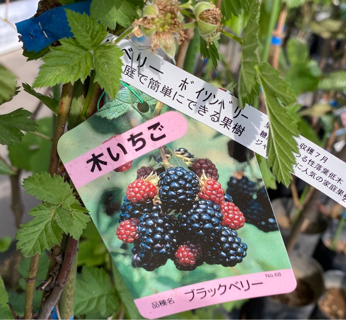 ブラックベリー苗　２株立て　ボイソンベリー　トゲナシ　自宅完全無農薬　ネコポス発送