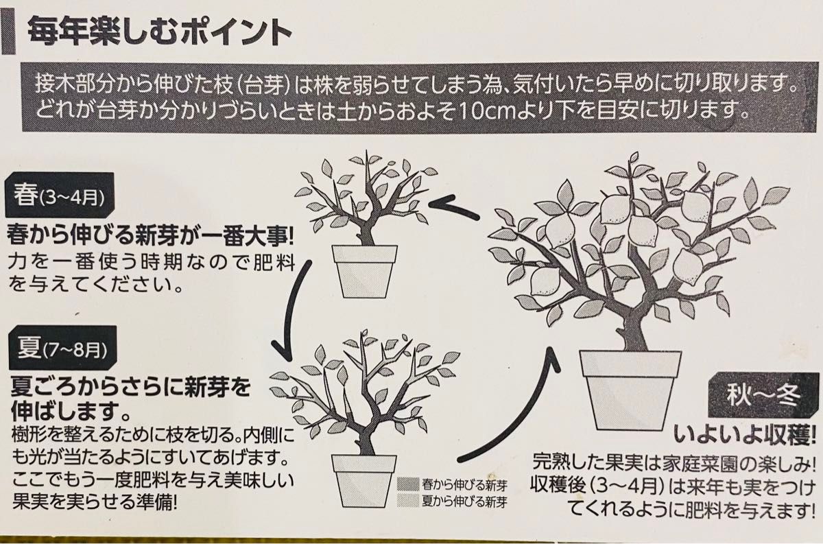 レモン苗　黄昏  蕾付き　完全無農薬　アゲハ蝶餌　盆栽果樹　ポットごと宅急便発送