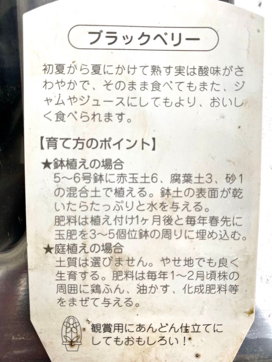 ブラックベリー苗　ボイソンベリー　トゲナシ　自宅完全無農薬　ネコポス発送